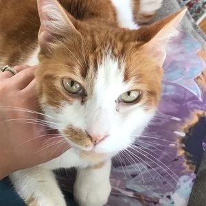 Meet your Posher, Anne